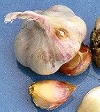 3+ ounces German Porcelain Garlic Bulbs - SALE*