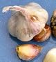 3+ ounces German Porcelain Garlic Bulbs - SALE*