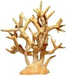 Br Staghorn Coral Xxl Peach