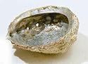 Large Abalone Shell Smudge Vessel