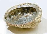 Large Abalone Shell Smudge Vessel