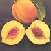 Santa Barbara Peach Tree Five Gallon