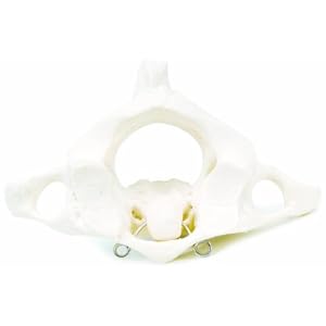 Atlas Axis Bone