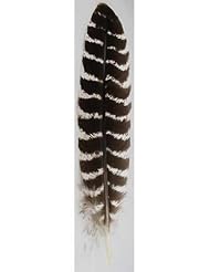 Home: Grade A Barred Turkey Smudging Feather (no stains, cuts, pieces missing) - AzureGreen