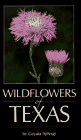 wildflowers of texas
