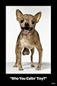 WHO YOU CALLIN' TINY Funny Dog Chihuahua Poster OOP - 24" x 36"