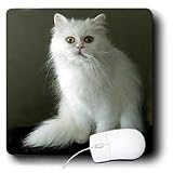Cats - White Persian - Mouse Pads