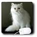persian35 - Cats White Persian Mouse Pads