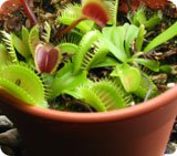 3 Venus Flytrap Variety Pack planted in a 4 inch pot with growing material