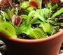 3 Venus Flytrap Variety Pack planted in a 4 inch pot with growing material