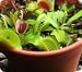 3 Venus Flytrap Variety Pack planted in a 4 inch pot with growing material