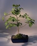European Filbert.(corylus avellana)