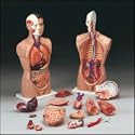 Anatomical Chart Co. Budget Tall Paul Torso Item #: CMT5