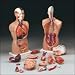 Anatomical Chart Co. Budget Tall Paul Torso Item #: CMT5