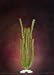 Natures Design Plant Anacharis Xl