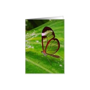 Clearwing Butterfly- Blank Card Card
