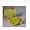 Pacifica Soild Perfume Bali Lime Papaya (0.3 oz)