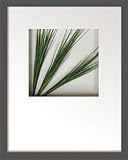 �s���[�t�A�[�g�tHana concept frame Grass spray�i�Ő��̑��j