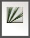 �s���[�t�A�[�g�tHana concept frame Grass spray�i�Ő��̑��j