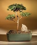 Brush Cherry Bonsai Tree - 