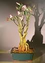 Bonsai Boy's Flowering Desert Rose Bonsai Tree<br><i>(Adenium Obesum)</i>