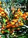 The Seabuckthorn Book