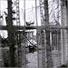 Chaos And Creation In The Back Yard(���S���񐶎Y�����DVD�t)(CCCD)