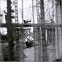 Chaos And Creation In The Back Yard(���S���񐶎Y�����DVD�t)(CCCD)