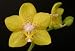 Phalaenopsis Plantation Yellow Bells (TWO Plants)