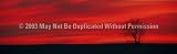 ClearVue Graphics Window Graphic - 16x54 Lone Tree NAT-012-16-54