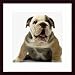 English Bulldog Puppy, Art Poster with Wood Frame, poster size: 16