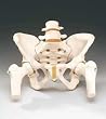 Female Pelvis Model with Femur Heads Life Size