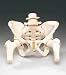 Female Pelvis W/Femur Heads