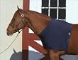 Stretch Shoulder Guard - Navy