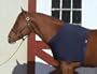 Stretch Shoulder Guard - Navy