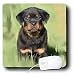 rottweiler19  - Dogs Rottweiler Rottweiler Puppy Mouse Pads