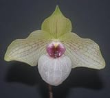 Paph Lynleigh Koopowitz ladyslipper orchid
