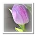 Pink Tulip Beauty- Flowers- Photography- Easter - 8x8 Iron On Heat Transfer For White Material