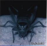検索 : SASE