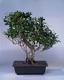 Ficus Retusa Bonsai Tree.(ficus retusa)