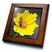 Wildflower Lance Leaf Coreopsis - 8x8 Framed Tile