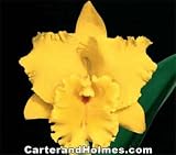 Blc. Bouton D'Or 'Mendenhall' X Pot. Frank Gilmore 'Brilliant Circle' (Photo)