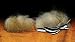Barred Woodduck Flank Feathers