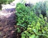 4 American Hazelnut (Corylus americana) 1-2'
