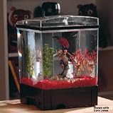 *KIT 1.5GAL PIRATE OF CARRIB