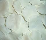 200 Silk Rose Petals Wedding Favors - Solid Colors - Ivory