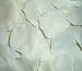 200 Silk Rose Petals Wedding Favors - Solid Colors - Ivory