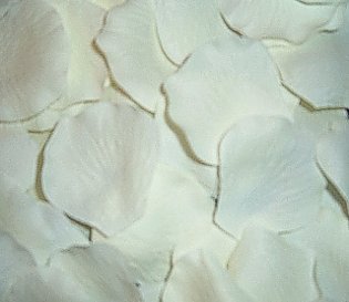 200 Silk Rose Petals Wedding Favors – Solid Colors – Ivory
