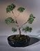 Bonsai Boy's Shimpaku Juniper Bonsai Tree - Trained<br><i>(juniperus chinensis)</i>
