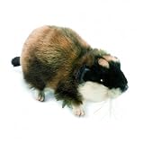 Anima Peluche - Lemming d Europe 20 cm